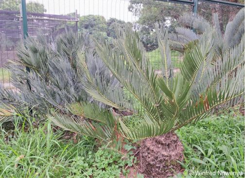 Encephalartos dolomiticus 