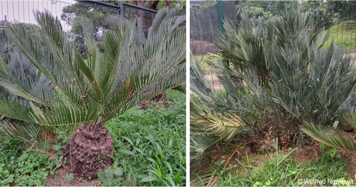 Encephalartos dolomiticus plants in the Lowveld National Botanical Garden