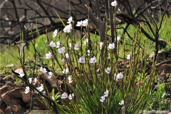 A clump of Aristea spiralis