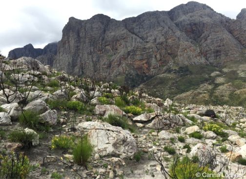 Typical habitat of Aristea spiralis