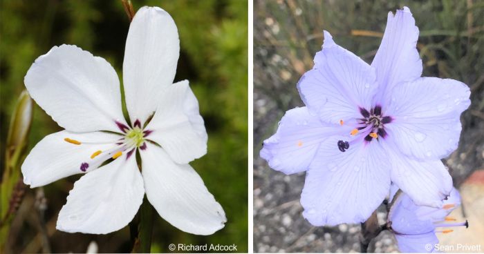 Variation in flower colour