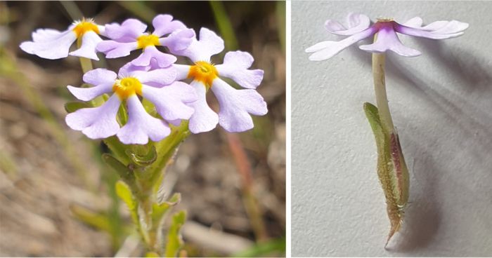 Zaluzianskya villosa flowers