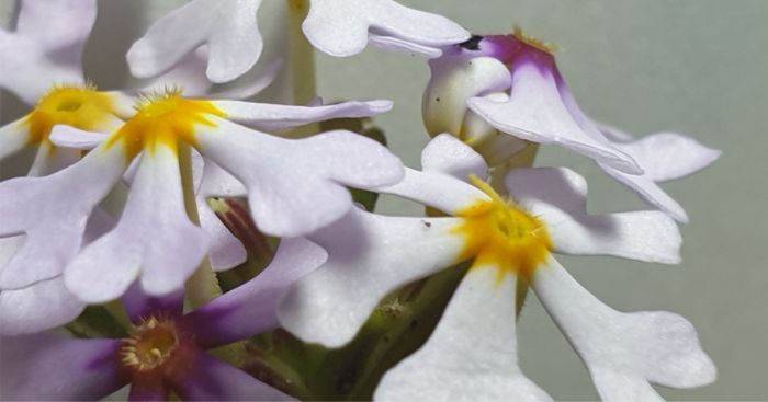 Zaluzianskya villosa flowers close