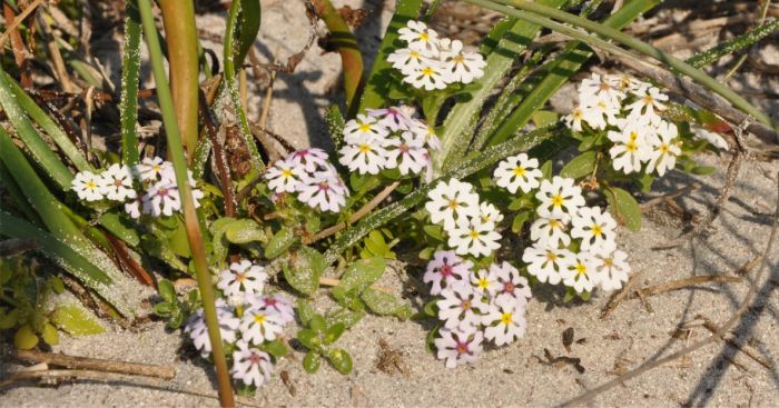 Zaluzianskya villosa growing in Postberg Nature Reserve