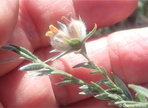 Amphithalea tomentosa, inflorescence 