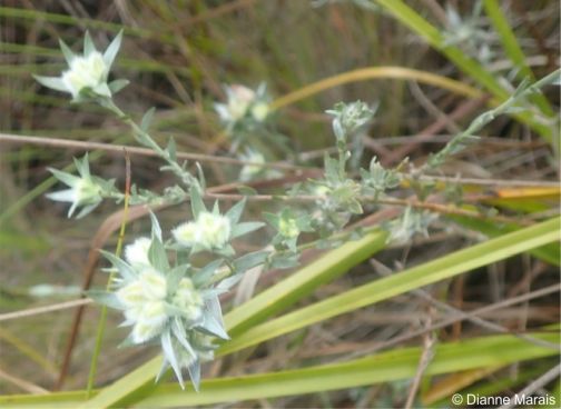 Amphithalea tomentosa, silvery leaves and hairy calyces