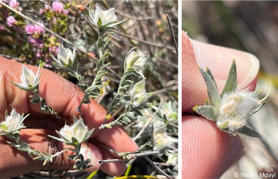 Amphithalea tomentosa, developing seed pods