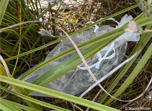 Bagged fruiting heads to collect seeds