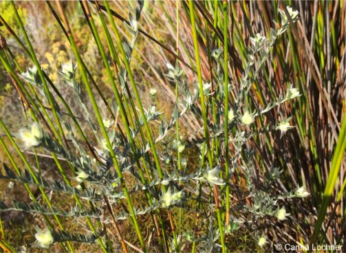 Amphithalea tomentosa in habitat