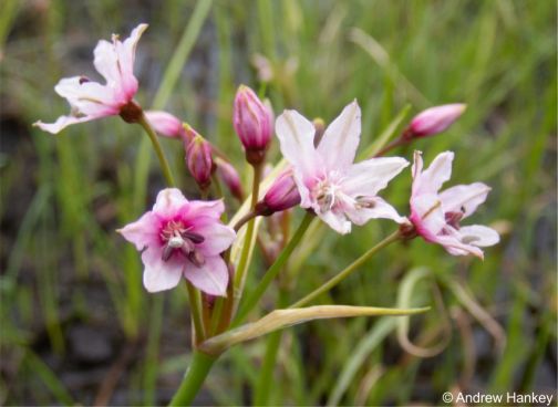 Nerine gracilis