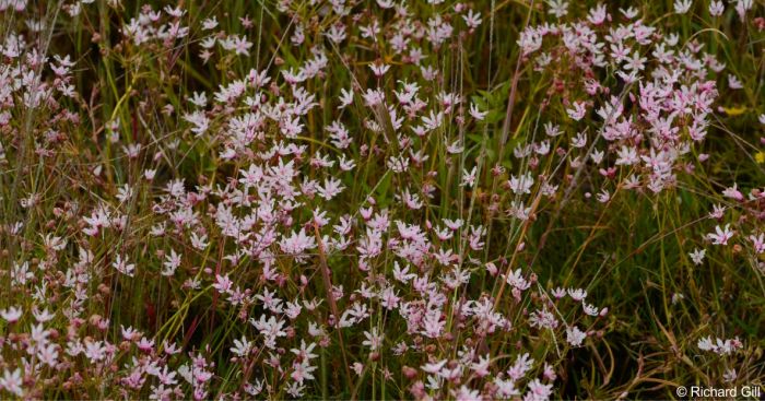 Nerine gracilis forms large, dense colonies