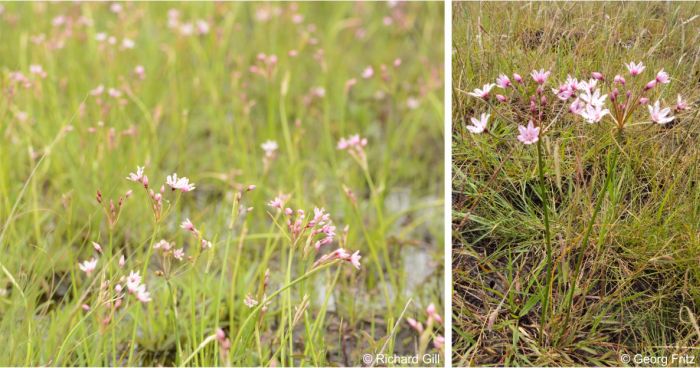 Nerine gracilis in habitat