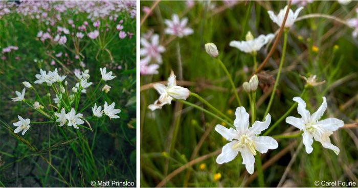 Flowers are pink or occasionally white