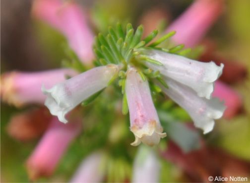 Erica fontana, fresh flowers at the stem tip