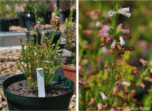 Erica fontana in the Collections Nursery, Kirstenbosch NBG.