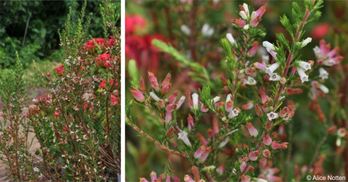 Erica fontana in Kirstenbosch Botanic Garden.