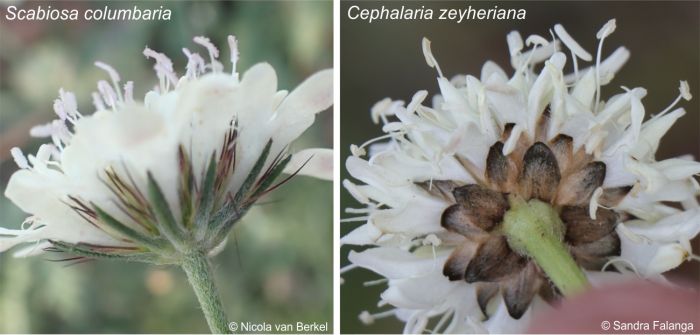 Calyx of Scabiosa compared with that of Cephalaria