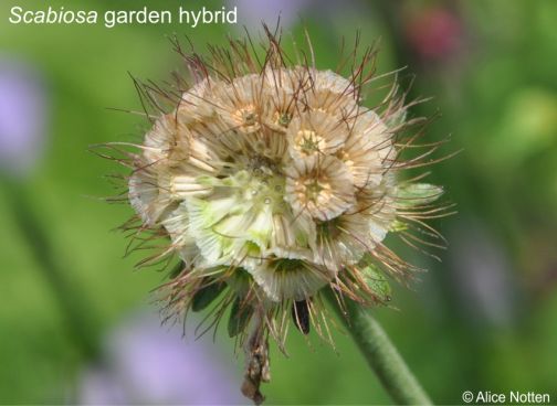 Fruiting head of Scabiosa showing bristly seeds with papery wings