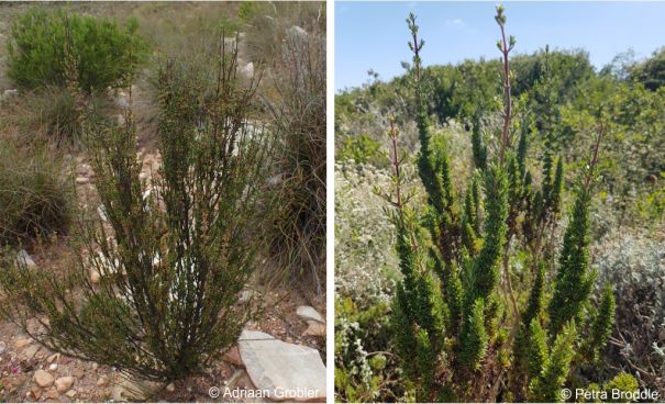 Anthospermum spathulatum typical upright habit