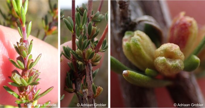 Stems, leaves, leaf arrangement and capsules.