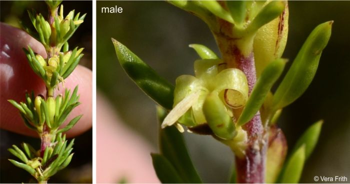 Male flowers