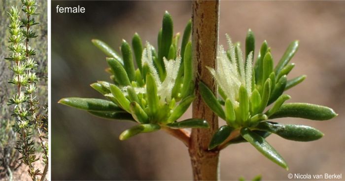 Female flowers