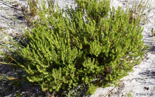 Anthospermum spathulatum with a spreading, rounded habit