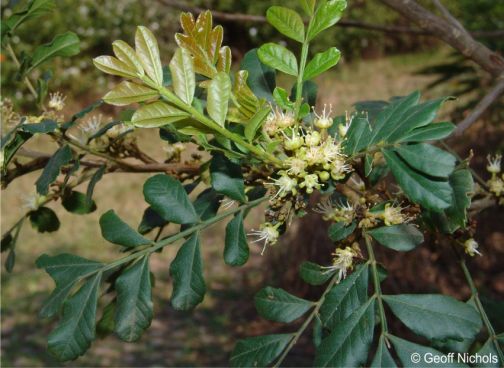 Hippobromus pauciflorus