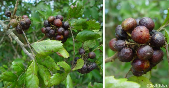 Hippobromus pauciflorus in fruit