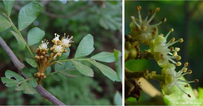 Flowers of Hippobromus pauciflorus