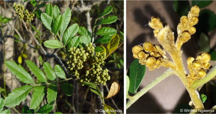 Hairy golden velvety buds of Hippobromus pauciflorus