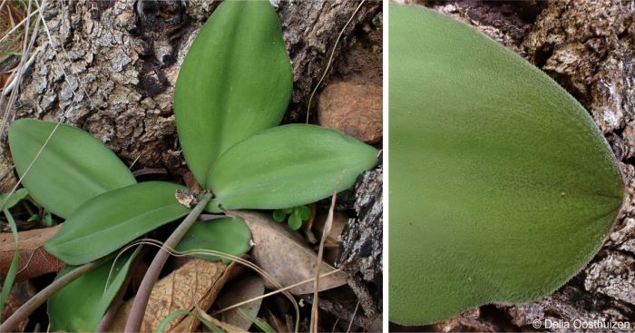 Broad hairy leaves