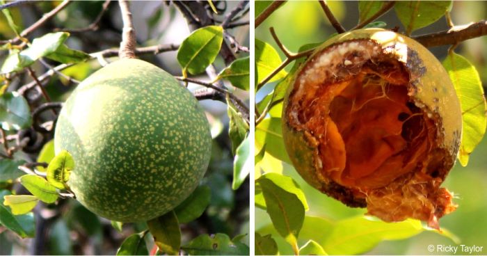 Ripening fruit and a ripe, open fruit