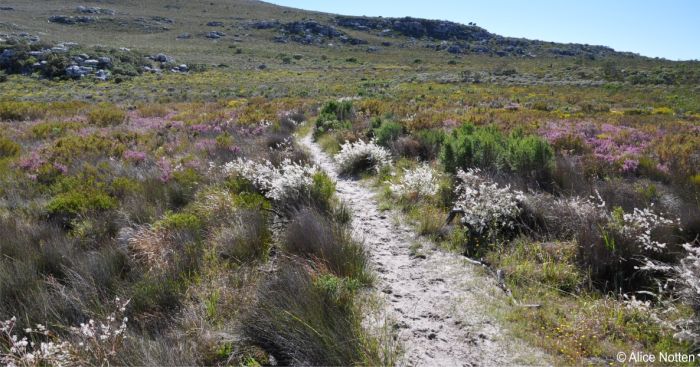 Struthiola dodecandra, in habitat, southern Cape Peninsula