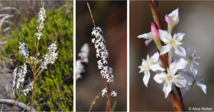 Struthiola dodecandra flowers