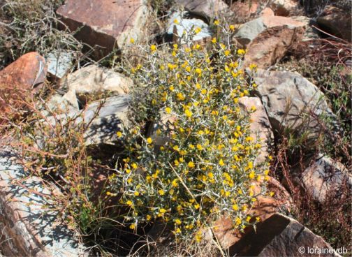 Melolobium candicans in flower in habitat