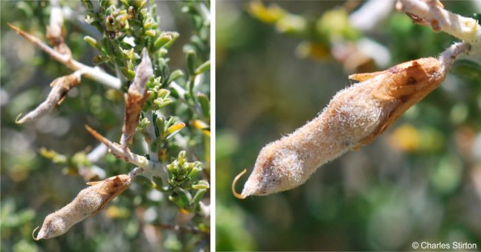 Melolobium candicans in fruit showing hairy pod