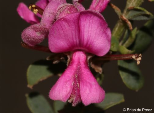 Indigofera denudata 