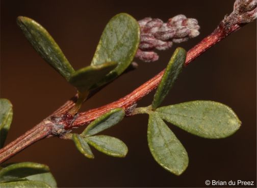 Trifoliolate leaves