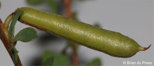 Cylindrical fruits