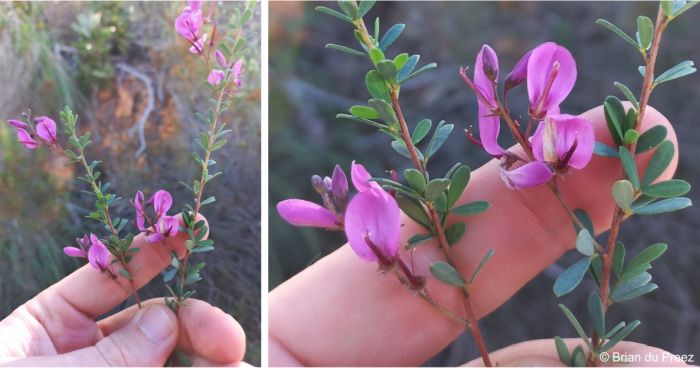 Flowering stem showing leaves and inflorescences