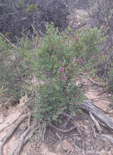 A plant in habitat