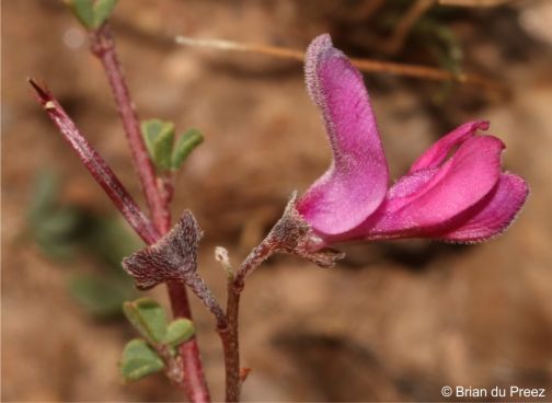 A side view of a flower and a developing fruit