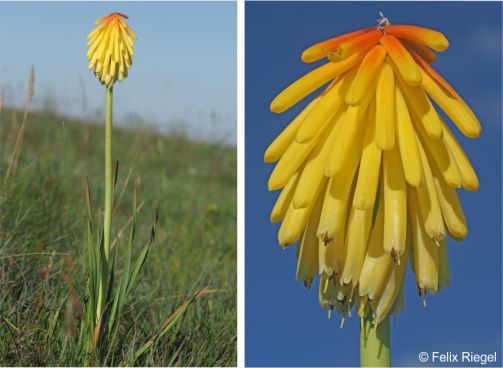 Kniphofia porphyrantha 