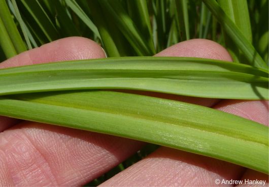 Leaves with a smooth margin and keel