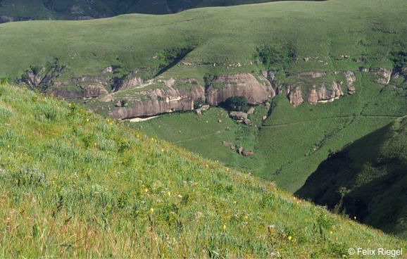 Kniphofia porphyrantha growing in mountain grassland