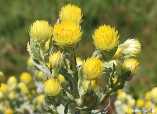 Flowerheads of Helichrysum citricephalum