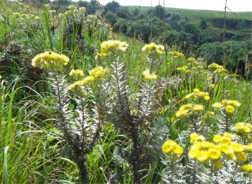 Helichrysum citricephalum in flower in habitat