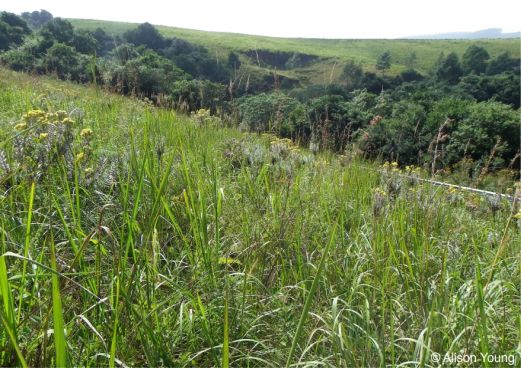 Habitat of Helichrysum citricephalum