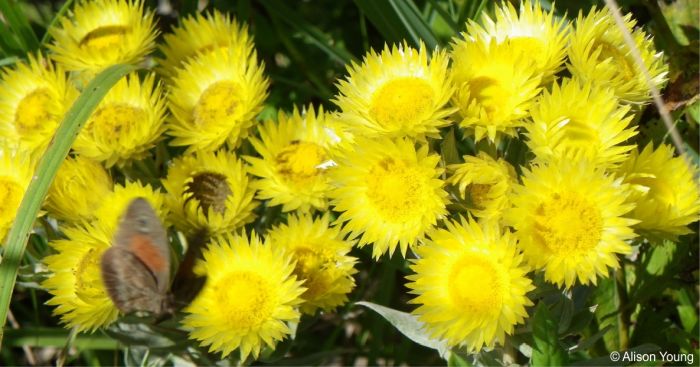 The flowers attract butterflies and other insects